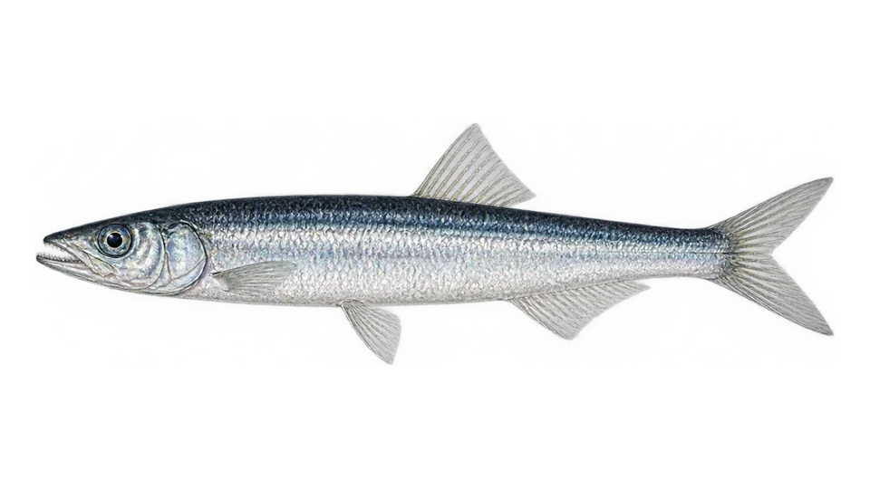 Ilustración científica de Anchoíta