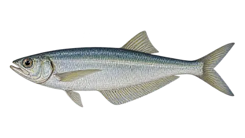 Ilustración de Sardina chata