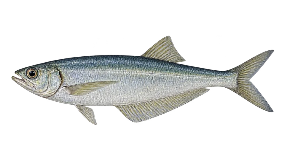 Ilustración científica de Sardina chata