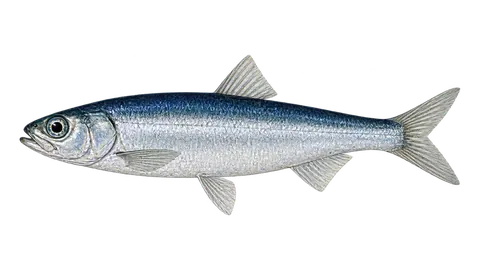 Ilustración de Sardina austral