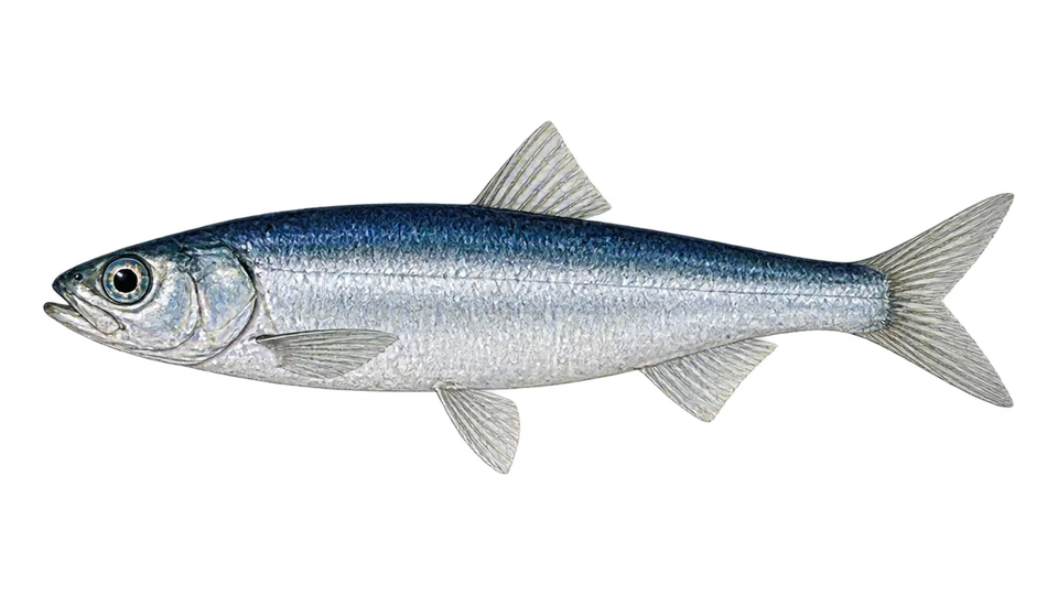 Ilustración científica de Sardina austral