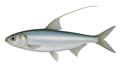 Illustration of Pacific thread herring