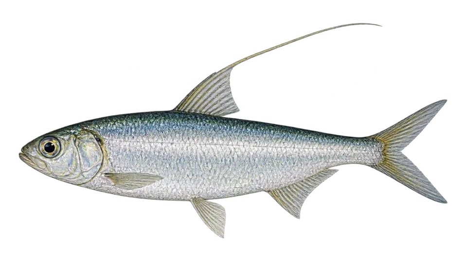 Scientific illustration of Pacific thread herring