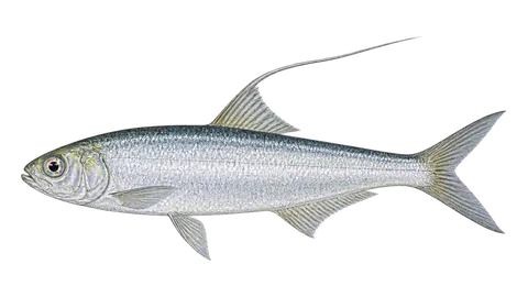 Illustration of Slender thread herring