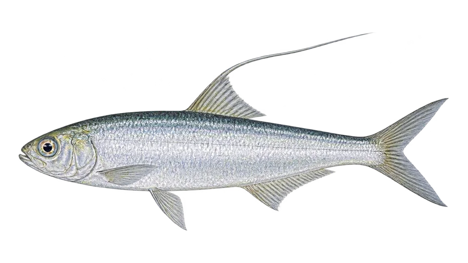 Scientific illustration of Slender thread herring