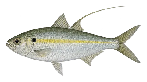 Illustration of Middling thread herring