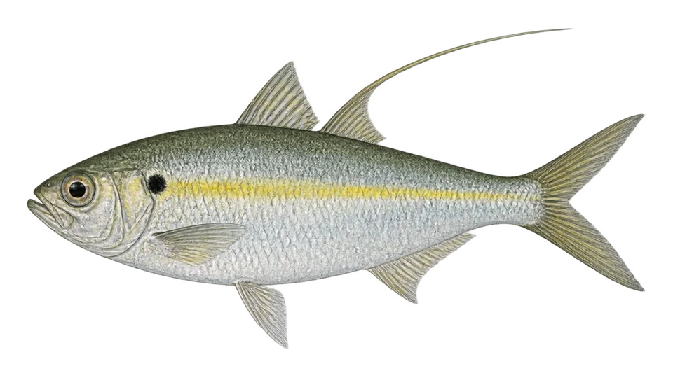 Scientific illustration of Middling thread herring