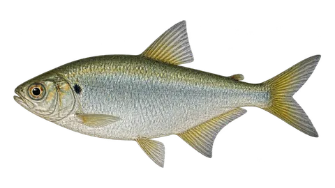 Illustration of Sardinha-de-rio