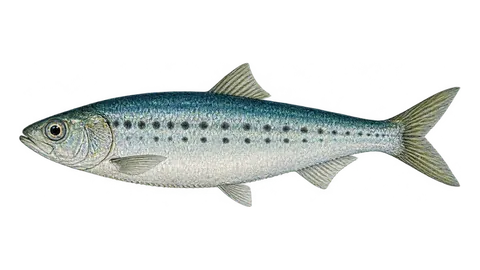 Illustration of Pacific sardine