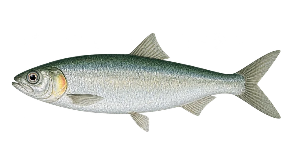 Scientific illustration of False herring