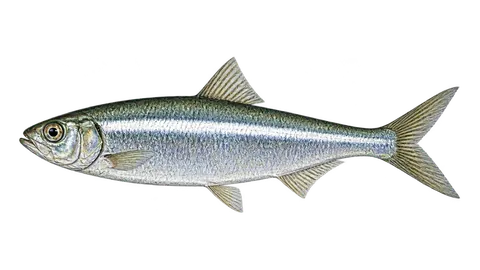 Illustration of Striped herring