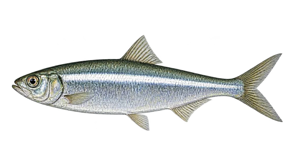 Scientific illustration of Striped herring