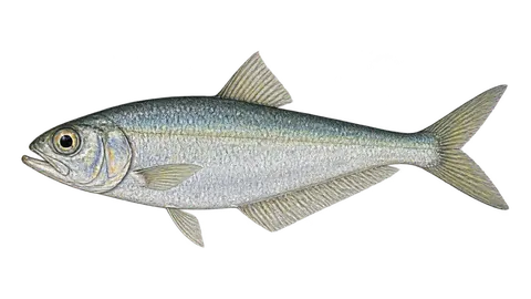 Ilustración de Sardina hacha