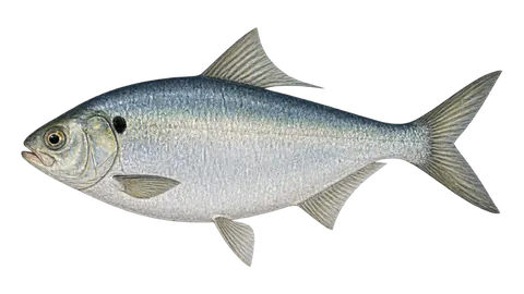 Illustration of American gizzard shad