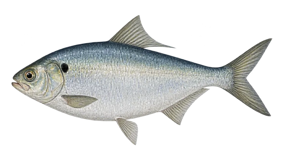 Ilustración científica de Sardina molleja