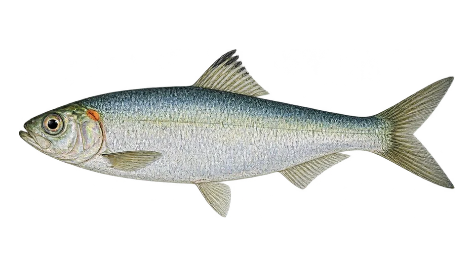 Scientific illustration of Redear herring