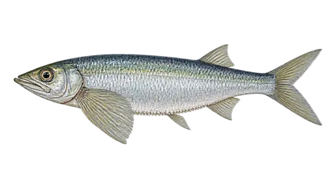 Ilustración de Sardina machete panameña