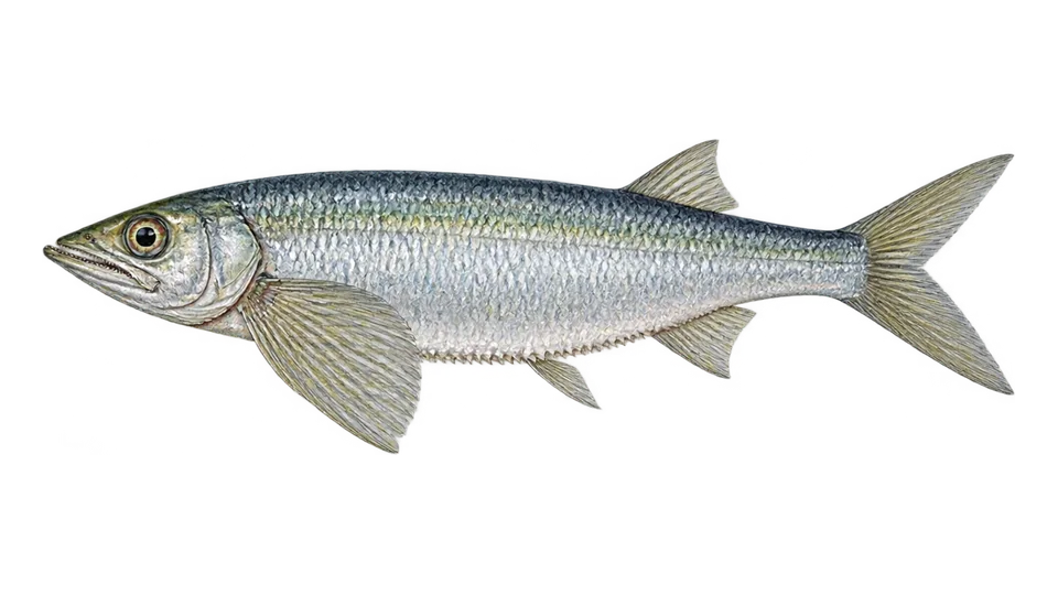 Ilustración científica de Sardina machete panameña
