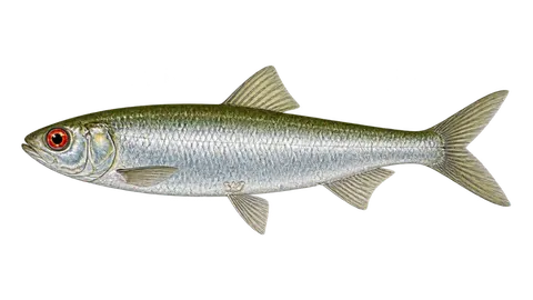 Illustration of Red-eye round herring