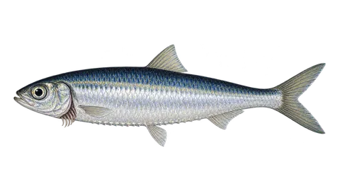 Ilustración de Sardinela del Brasil