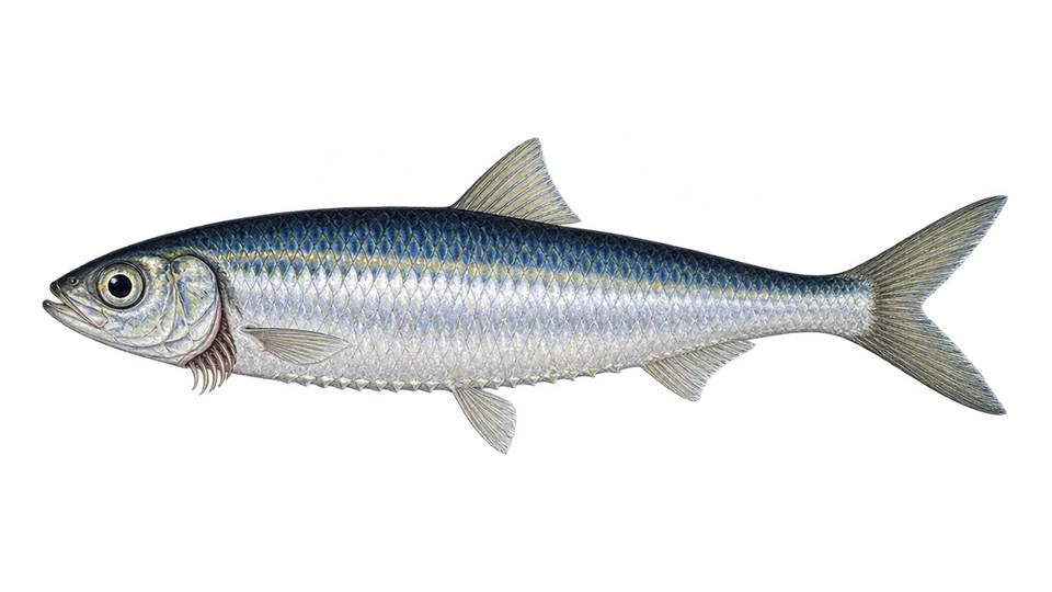 Ilustración científica de Sardinela del Brasil