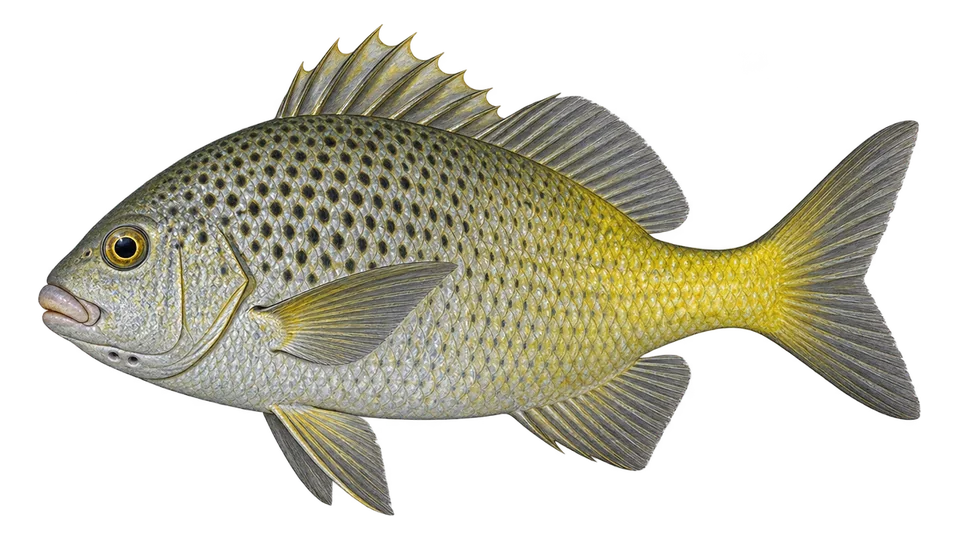 Scientific illustration of Burrito grunt