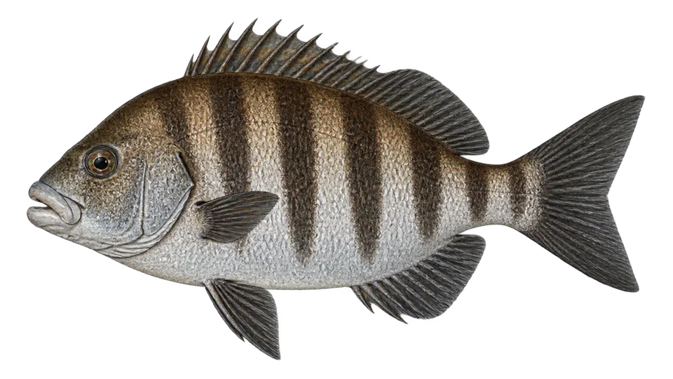 Scientific illustration of Spotted head sargo