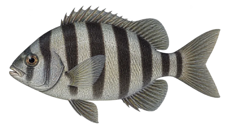 Scientific illustration of Barred knifejaw