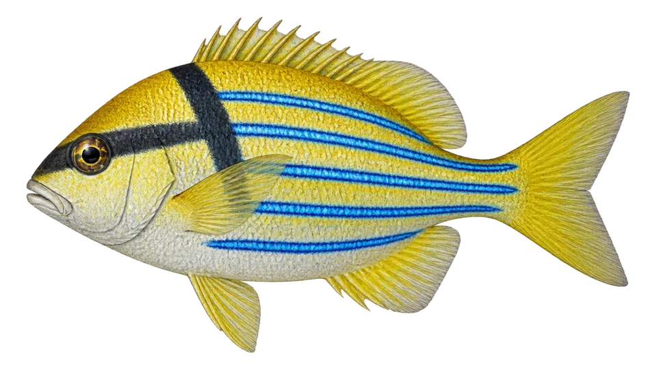 Scientific illustration of Panama porkfish