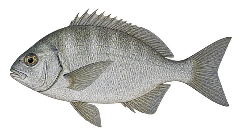 Illustration of Xantic sargo