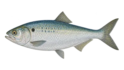 Illustration of American shad