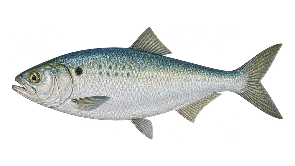 Ilustración científica de Sábalo americano