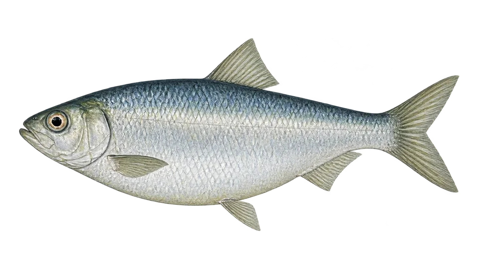 Ilustración científica de Sardina jaguana