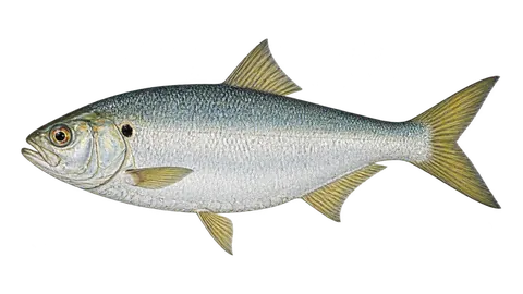Illustration of Finescale menhaden