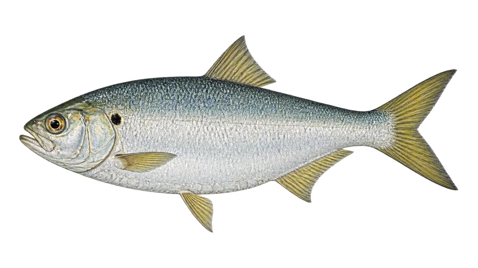 Ilustración científica de Sardina escamitas