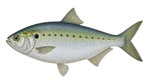 Ilustración de Sardina lacha