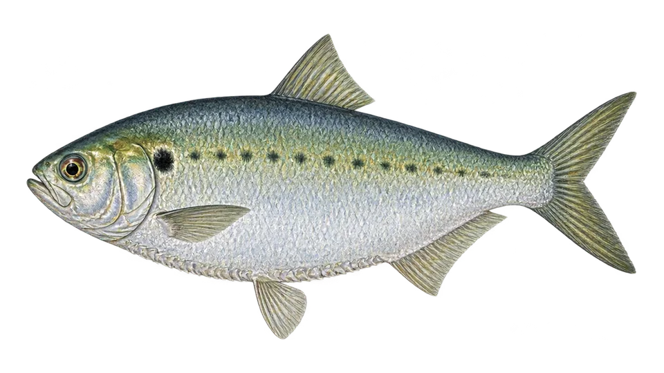 Scientific illustration of Gulf menhaden