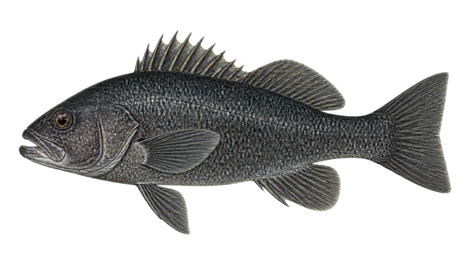 Scientific illustration of Black seabass