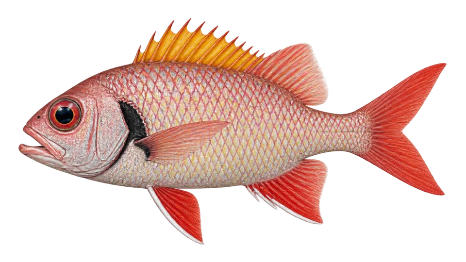 Scientific illustration of Blotcheye soldierfish