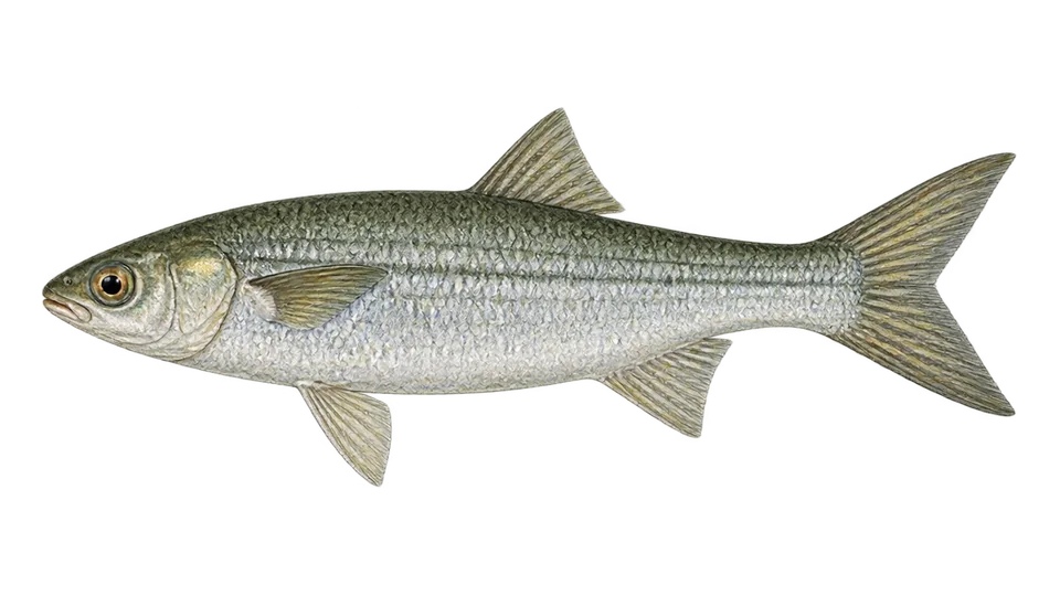 Scientific illustration of Mountain mullet