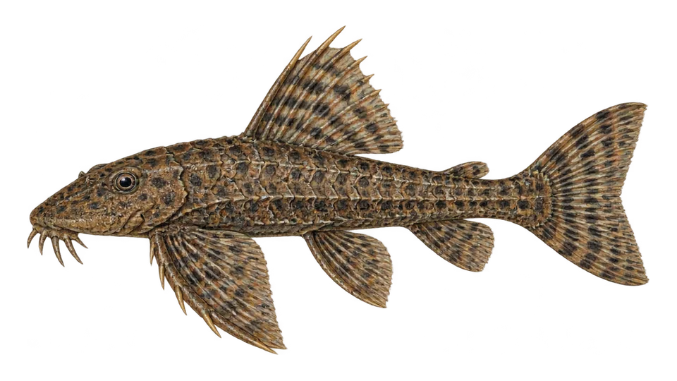 Scientific illustration of Spotted hoplo