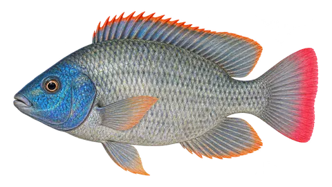Illustration of Blue tilapia
