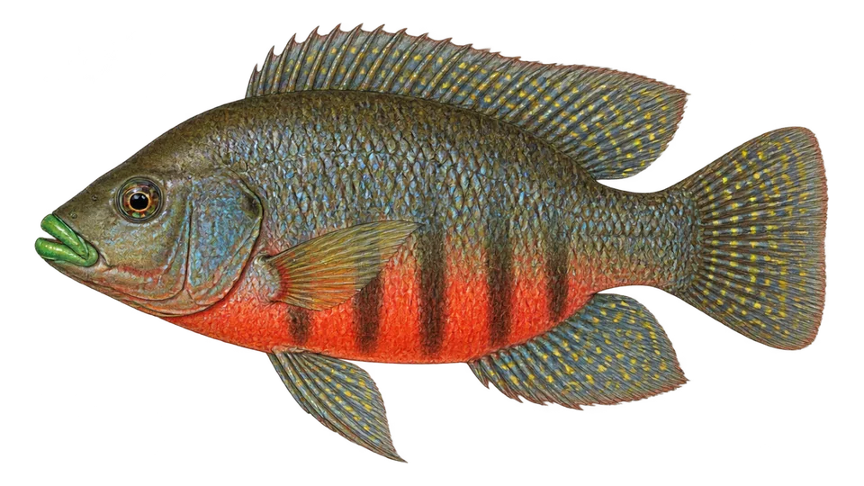 Ilustración científica de Tilapia de vientre rojo