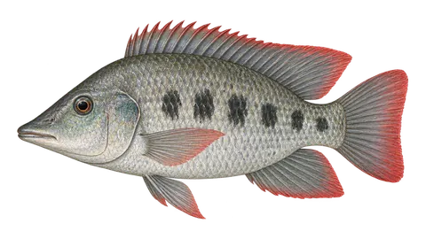 Ilustración de Tilapia del mozambique