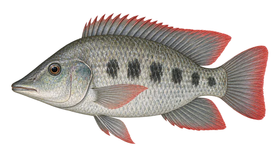 Ilustración científica de Tilapia del mozambique