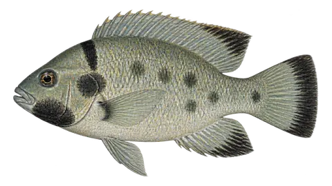 Illustration of Blackchin tilapia