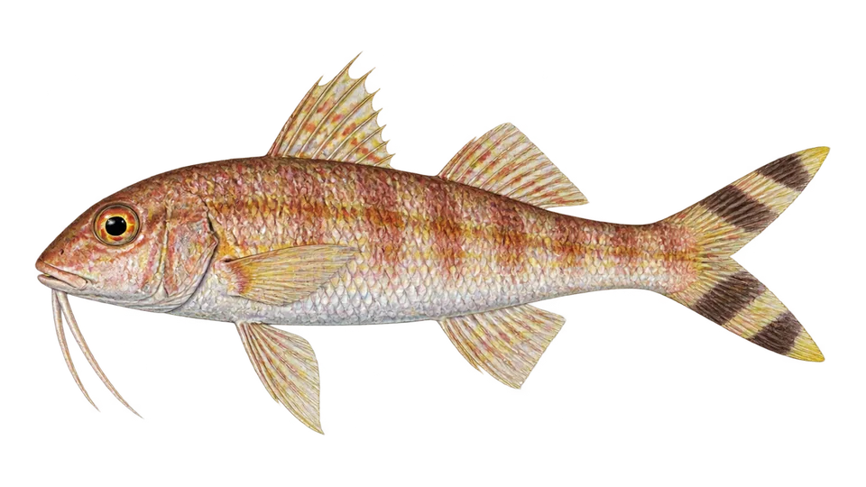 Ilustración científica de Salmonete rayuelo