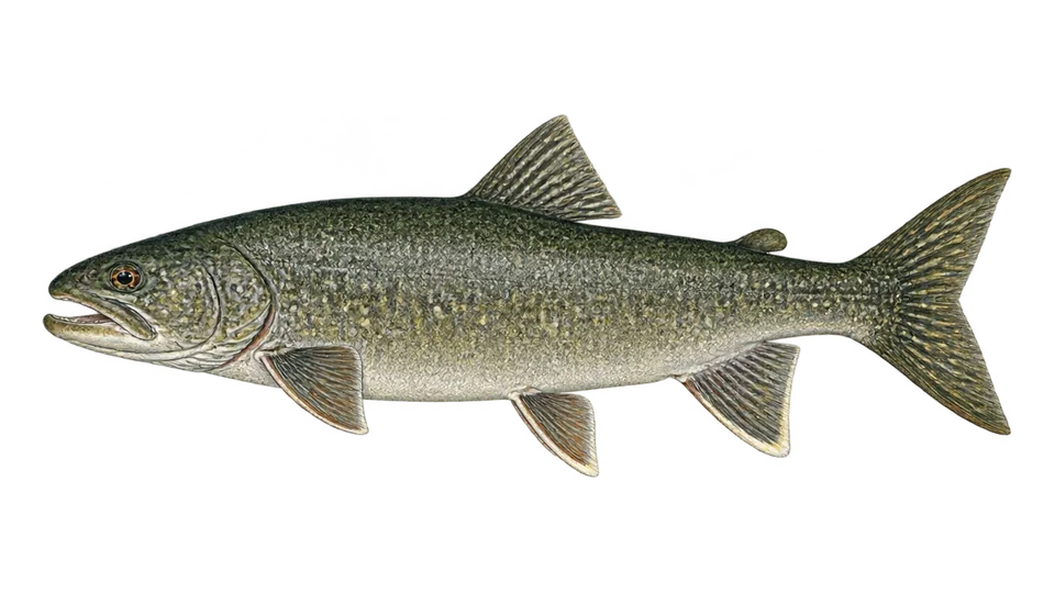 Scientific illustration of Lake trout