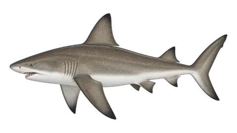 Illustration of Sandbar shark