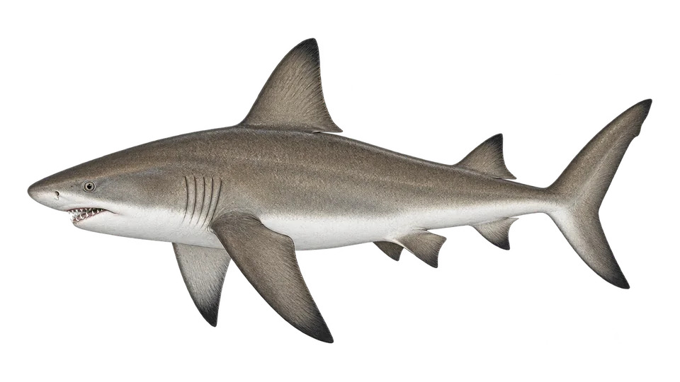 Scientific illustration of Sandbar shark